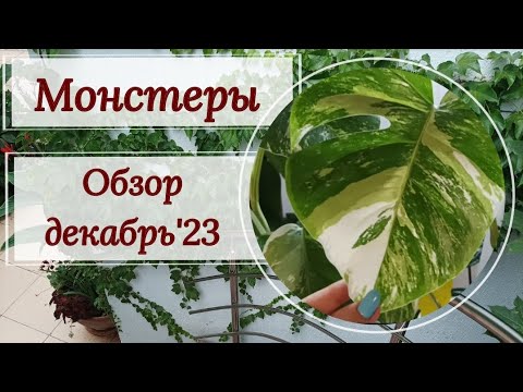 Видео: Монстеры. Обзор декабрь' 23.
