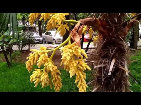 Видео: Прогулка в центре Сочи по улице Роз