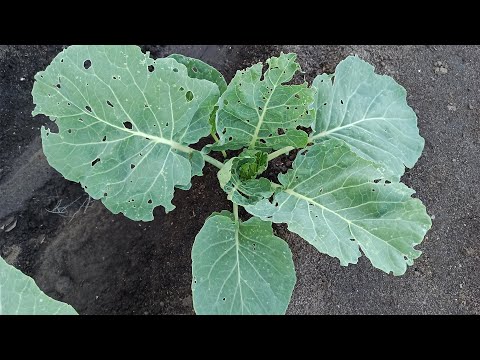 Видео: Чем обработать капусту от гусениц бабочки Капустницы. Обработка капусты от вредителей