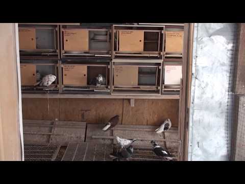 Видео: Гнезда для голубей, обзор достоинств и недостатков, Олег Костяков.т.89276513003
