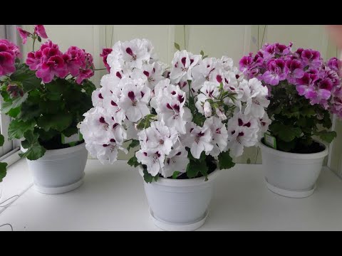 Видео: Обрезаем и формируем пеларгонию зимой