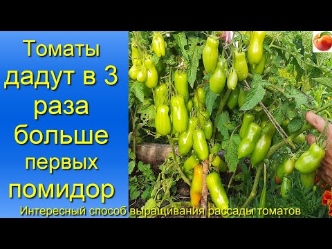 Видео: Помидоры Томаты вырастут в 3 раза больше и раньше Способ выращивание рассады томатов, формирование