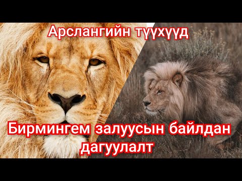 Видео: Бирмингем эвслийн Арслангуудын амьдрал ба тэмцэл . Гоё түүхүүд Goe tuuhuud mongol heleer kino duu