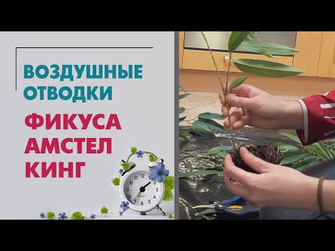 Видео: Воздушная отводка.  Фикус Амстел Кинг