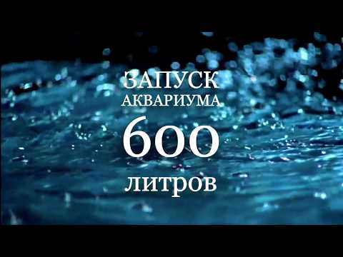 Видео: Запуск аквариума 600 литров