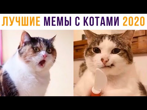 Видео: Приколы с котами. ЛУЧШЕЕ ЗА 2020 ГОД | Мемозг #470