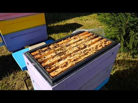 Видео: Последние работы на пасеке в сентябре. 6 сентября 2025 года.