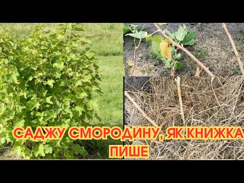 Видео: СМОРОДИНА - як добра ГОСПОДИНЯ: якщо посадиш з любов'ю, віддячить СТОРИЦЕЮ🫐