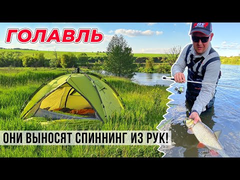 Видео: ПОКЛЁВКИ этих ГОЛАВЛЕЙ выносят спиннинг из рук! / Рыбалка с палаткой в Черноземье.