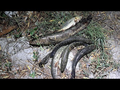 Видео: Балық аулау. Жыланбалық 