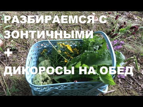 Видео: ДИКОРОСЫ в августе: большой обзор зонтичных, пищевых и лекарственных. Борщевики и пастернак.