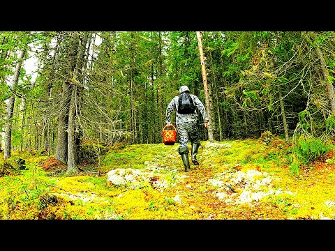 Видео: Грибник зашел в лес нашел ДОРОГУ и потерял ДАР РЕЧИ! Один в лесу такого не ожидал! Ягоды грибы 2025