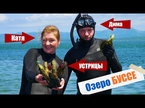 Видео: Огромные УСТРИЦЫ под ногами. Озеро БУССЕ на Сахалине! Природный парк или ресторан?