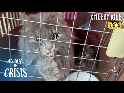 Видео: Девять Норвежских Лесных Кошек Спасли В Стае, И... Найдены Ещё Два?! l Животное в кризисе Ep 360