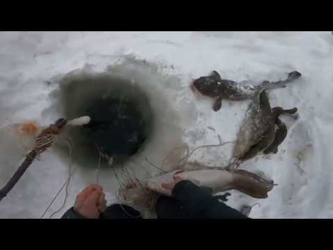 Видео: Рыбалка,МОНСТРЫ Енисея.