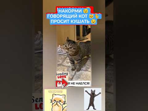 Видео: НАКОРМИ 😉 ГОВОРЯЩИЙ КОТ 🐱🐈 ЛУЧШИЙ РОЛИК ЮТУБА 😂