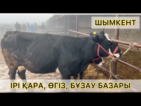 Видео: 13.11.2024ж ШЫМКЕНТ / МАЛ БАЗАРЫ / СИЫР, БҰЗАУ, ӨГІЗ САУДАЛАРЫ