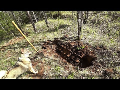 Видео: Лесная разведка "УЖД" "Траки пошли ПАЧКАМИ"