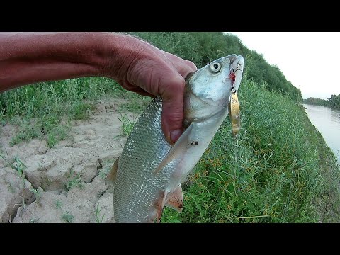 Видео: Рыбалка на реке Кубань - Жерех .. и всё остальное .