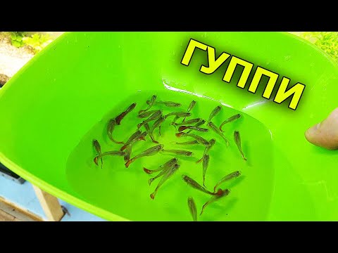Видео: Запустил ГУППИ в большой аквариум