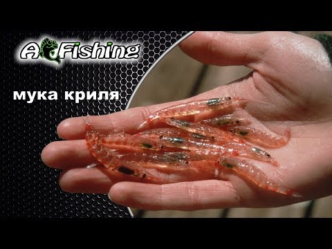 Видео: Эта добавка реально так привлекает рыбу, как о ней говорят? Крилевая мука.