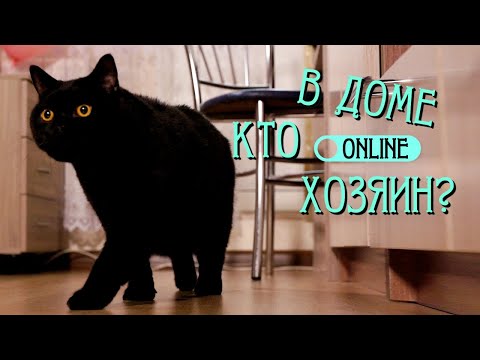 Видео: КОТ ВЫЖИВАЕТ РЕБЁНКА ИЗ СЕМЬИ!