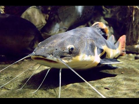 Видео: Аквариумные сомики