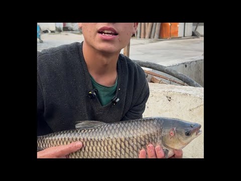 Видео: Star_fishss в прямом эфире! world fish andjon 🇺🇿🌏