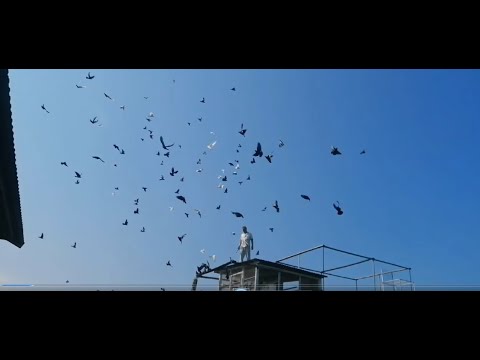 Видео: ШИРОКОХВОСТЫЕ БАКИНСКИЕ ГОЛУБИ ИГОРЯ АБДРАХМАНОВА  Часть 2