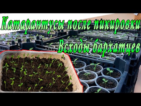 Видео: Катарантусы после пикировки и всходы бархатцев