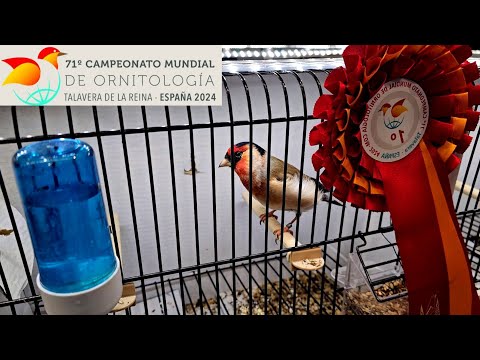 Видео: 25 000 птиц 🐦🤯🫨 71-й чемпионат мира по орнитологии 2024 - Талавера де ла Рейна (Испания) 🇪🇸