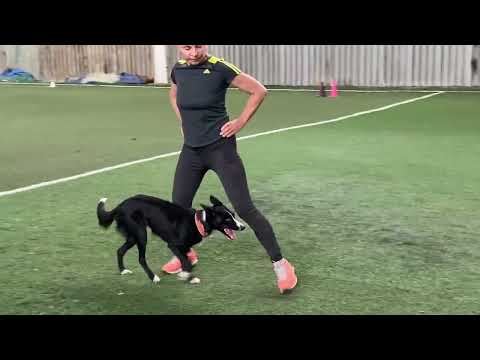 Видео: Бордер Колли Брина & Света Тимошина: Секреты дрессировки!