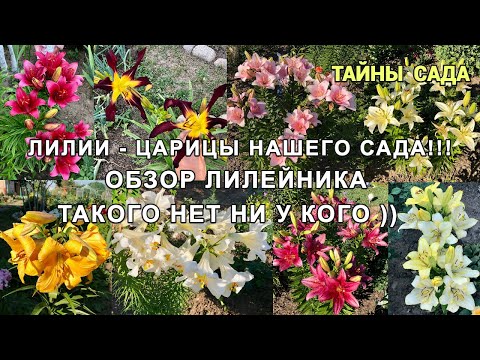 Видео: Цветение лилий в нашем саду. Обзор лилий. Лилейник необычной формы.Такого нет ни у кого )))