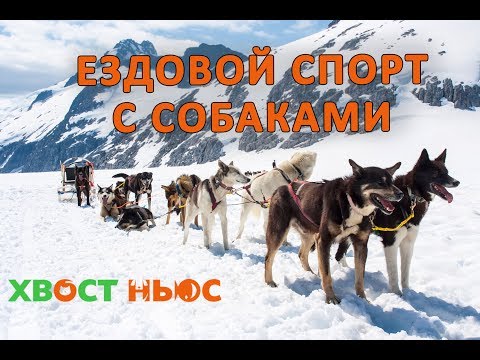 Видео: Все про ездовой спорт с собаками