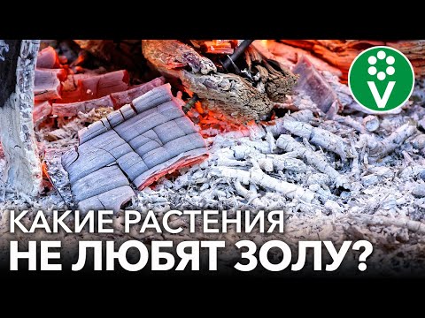 Видео: НИКОГДА НЕ КОРМИТЕ ЗОЛОЙ ЭТИ РАСТЕНИЯ! Как не лишиться урожая при подкормке золой?