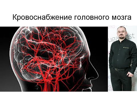 Видео: Кровоснабжение головного мозга