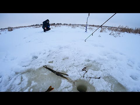 Видео: В ТРОСТНИКЕ ГОРБАЧИ НЕ ПРОЛАЗЯТ В ЛУНКУ. Рыбалка на балансир, окунь зимой