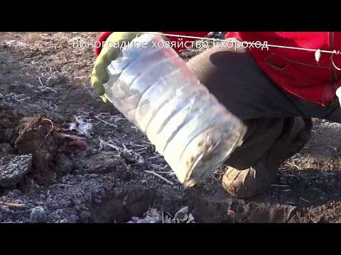 Видео: Как укрыть молодой куст винограда на зиму в год посадки