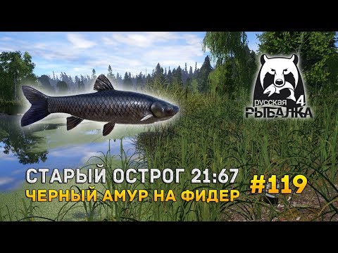 Видео: Русская Рыбалка 4 #119 - Старый Острог 21:67. Черный амур на фидер