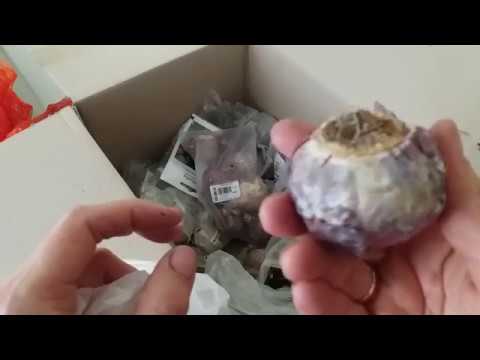 Видео: Заказ с флориум. Луковичные цветы