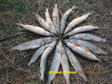 Видео: Открытие речного рыболовного сезона 2016 на реке Тавда, часть 3