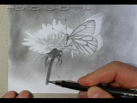 Видео: Как нарисовать бабочку карандашом -