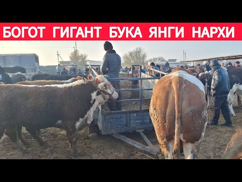 Видео: ХОРАЗМ БОГОТ МОЛ БОЗОРИ ГИГАНТ БУКА ЯНГИ НАРХИ 19 НОЯБР 2025-ЙИЛ