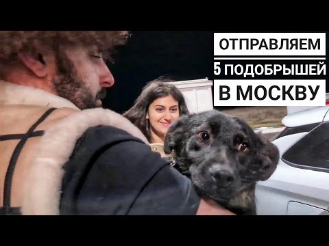Видео: Отправляем 4 бездомных собак на ПМЖ в Германию😍 и Одну в Москву. Сбитая Дина начинает активничать😱
