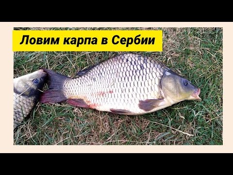 Видео: РЫБАЛКА  В СЕРБИИ// Рыбнадзор изъял удочки