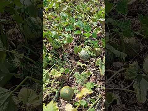Видео: турецький гарбуз 2024