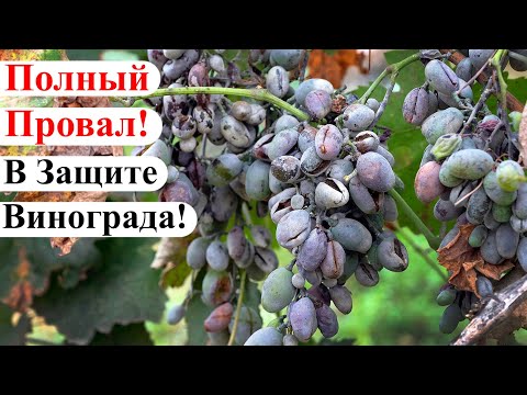 Видео: Полный ПРОВАЛ в СИСТЕМЕ ЗАЩИТЫ Виноградника – ПРИЧИНЫ и ПОСЛЕДСТВИЯ!