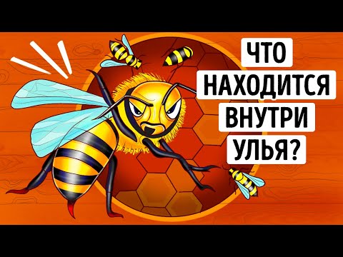 Видео: Раскрытый улей: Царство природы + Чудеса животных!
