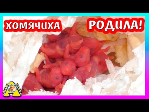 Видео: Хомячиха FANTA РОДИЛА Хомячат / Сирийские ХОМЯЧАТА / Alisa Easy Pets