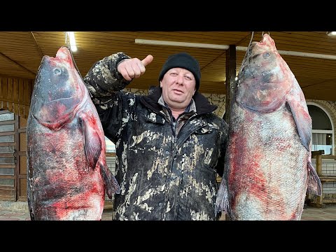 Видео: ВНИМАНИЕ‼️КАК ПРАВИЛЬНО ПРИГОТОВИТЬ ОГРОМНУЮ РЫБУ В ДРОВЯНОЙ ПЕЧИ🐟Толстолобик✔️вкусный рецепт